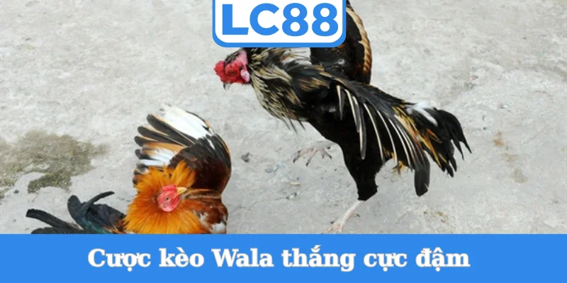 cuoc-keo-wala-thang-cuc-dam