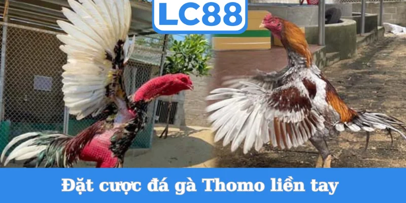 dat-cuoc-da-ga-thomo-lien-tay