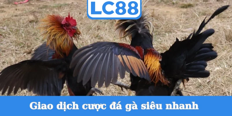 giao-dich-cuoc-da-ga-sieu-nhanh