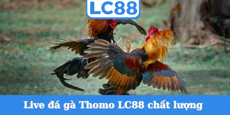 live-da-ga-thomo-lc88-chat-luong